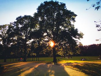 Sun shining through trees