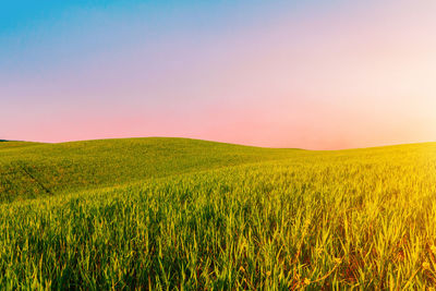 Scenic view of agricultural field against sky during sunset