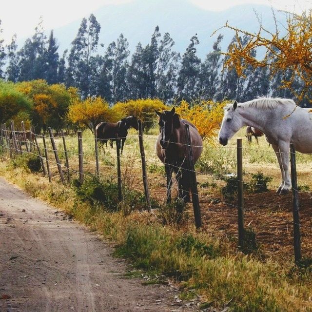 animal themes, livestock, field, domestic animals, tree, grass, landscape, nature, rural scene, horse, mammal, fence, grazing, sky, full length, standing, herbivorous, tranquility, day, mountain