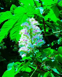 Close-up of pink flowering plant