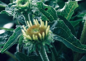 Close-up of flowering plant