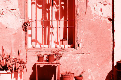 Potted plant on window of building