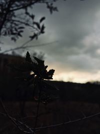 Close-up of silhouette plant against sky at sunset
