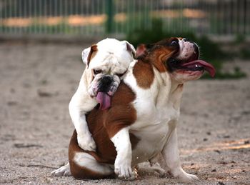 Playful dogs on sand