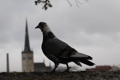 Close-up of bird perching against sky