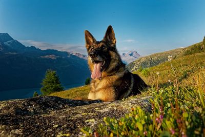 View of a dog looking at mountain against sky