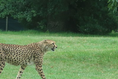 Full length of a cat on field