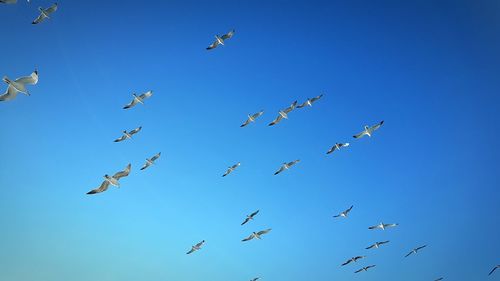 Low angle view of birds flying against clear blue sky