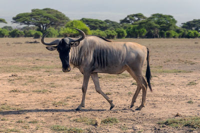 Horse standing in a field