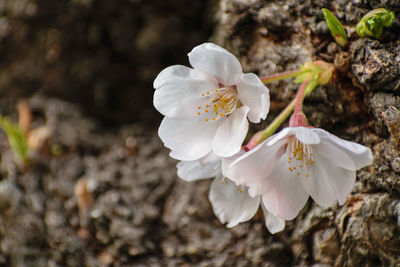 Close-up of white cherry blossom