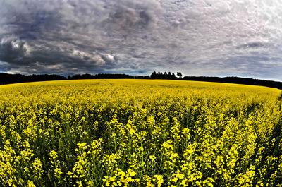 Scenic view of oilseed rape field against cloudy sky