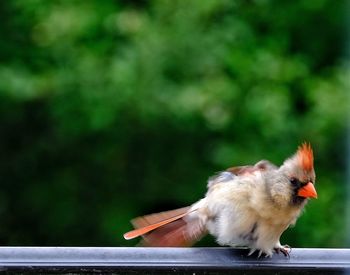 Close-up of bird perching on plant