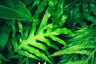 Full frame shot of green leaves