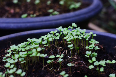 Close-up of potted plant