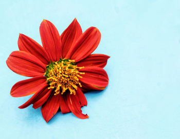 Close-up of red flower against white background