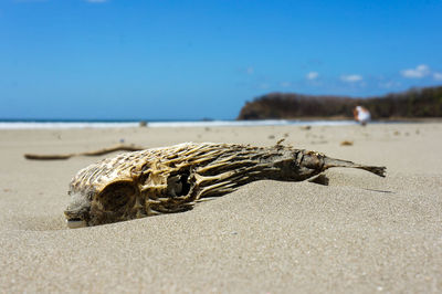 Close-up of dead animal on beach