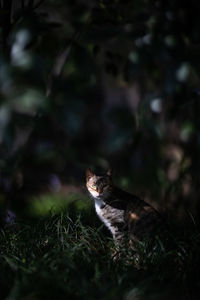 Portrait of a cat on field