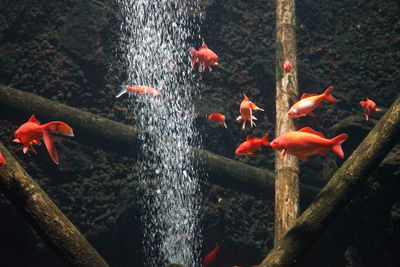 Fish swimming in sea