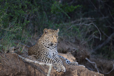 Leopard on field