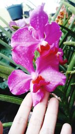 Close-up of pink flowers blooming outdoors