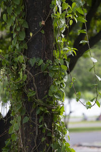 Close-up of ivy growing on tree