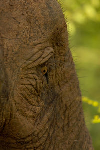 Close-up of elephant