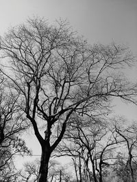 Low angle view of bare tree against sky