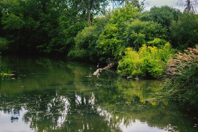 Scenic view of lake in forest