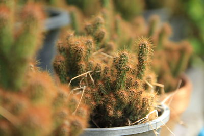 Close-up of cactus plant