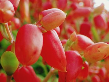 Close-up of red berries growing on plant