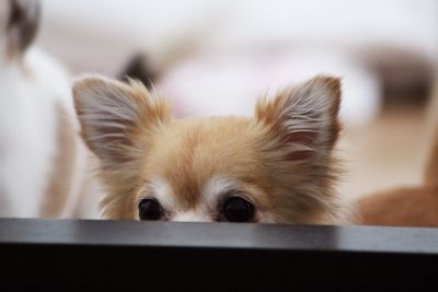 Close-up portrait of a dog at home