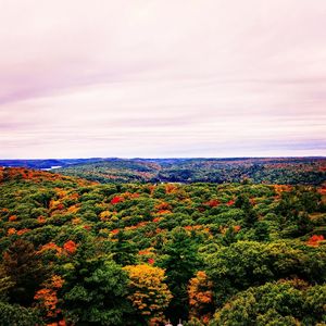 Scenic view of forest against sky