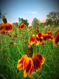 Close-up of poppy flowers blooming on field