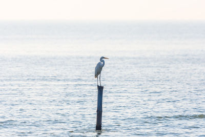 Bird perching on wooden post in sea