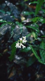 Close-up of plant