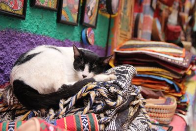 Close-up of a cat sleeping