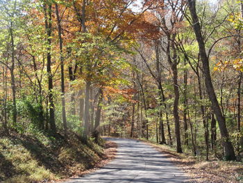 Footpath amidst trees in forest during autumn