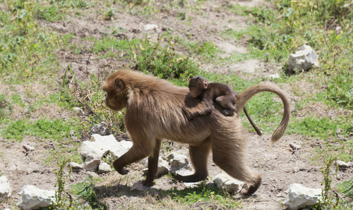 Monkey on landscape