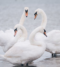 Swans swimming in lake