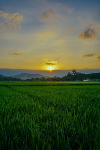 Scenic view of agricultural field against sky during sunset