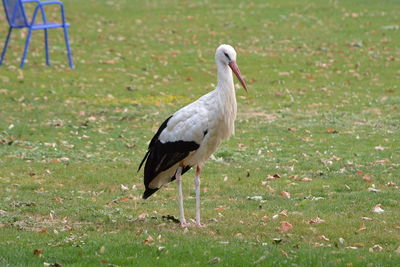 Bird on a field