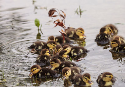 Large flock of baby muscovy ducklings cairina moschata crowd together in a pond in naples, florida