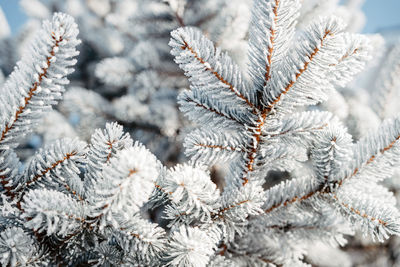 Close-up of frozen plant