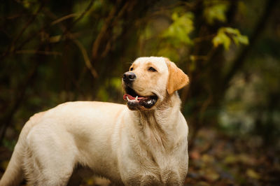 Close-up of dog looking away while standing outdoors