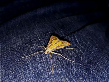 High angle view of insect on leaf