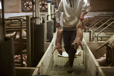 Teenage boy carrying piglets in pigpen