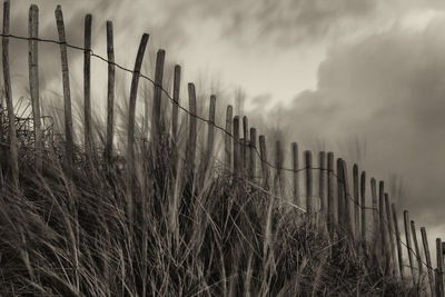 Close-up of grass against sky