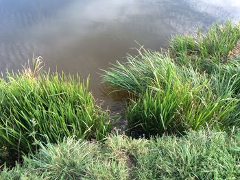 Plant growing in water