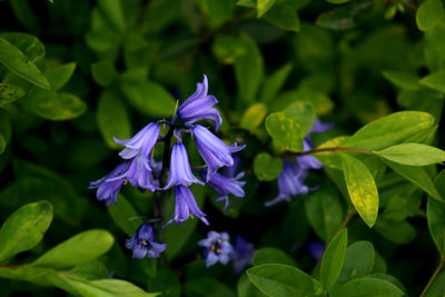 Close-up of purple flowering plant