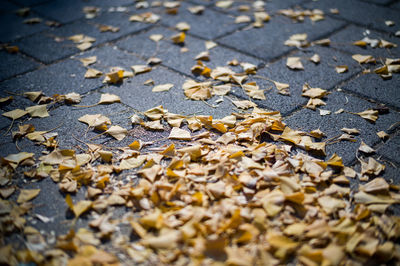 Dry leaves on ground